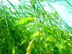 लेटन मेस्टर जर्क ने  ...