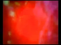 ब्रासीलीरा मदुरा रेत ...